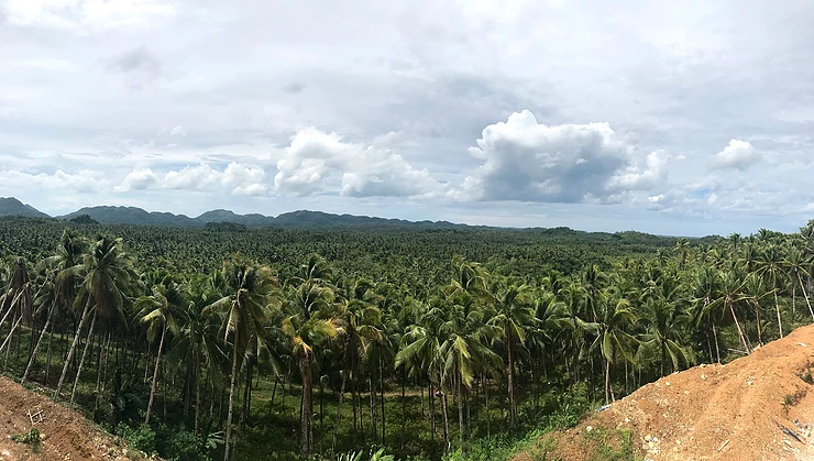 coconut overlook